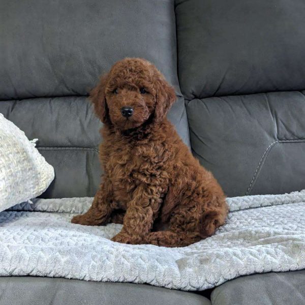Cameo, Miniature Poodle Puppy